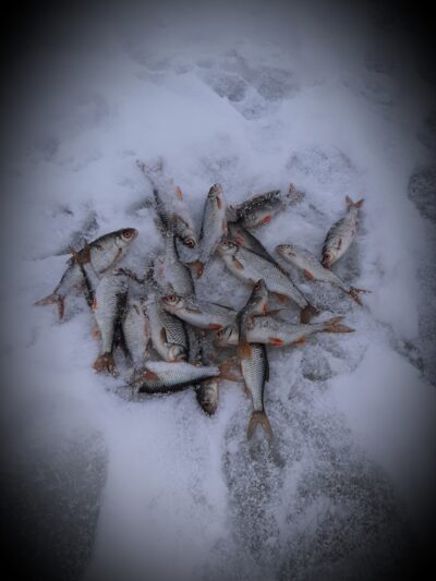 Roach ×15