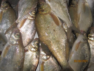 Carp bream ×16 — Pakumulšių II-asis