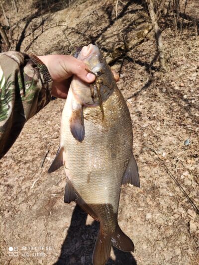 Carp bream, 1.9 kg — Neris River