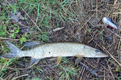 Northern Pike ×4