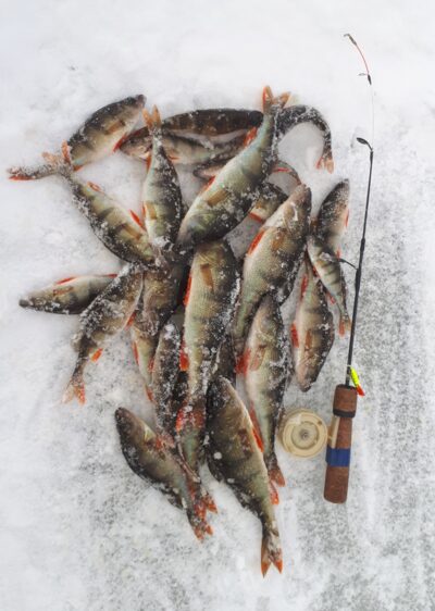 Eurasian perch ×26