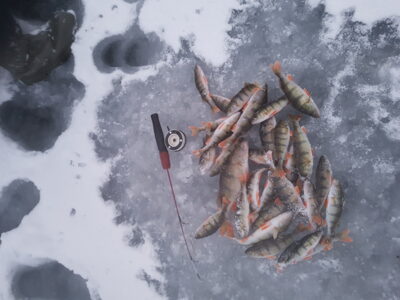 Eurasian perch ×20