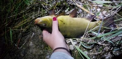 Tench