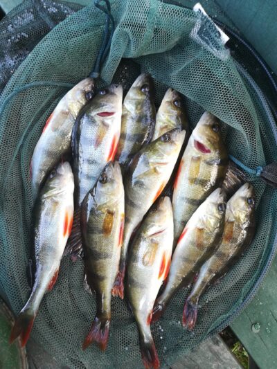 Eurasian perch ×11 — Sartai