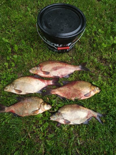 Carp bream ×5 — Neman River