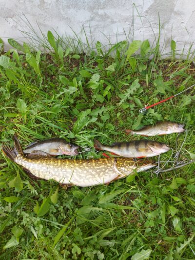 Northern Pike, 1.4 kg