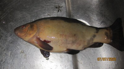 Tench, 0.5 kg