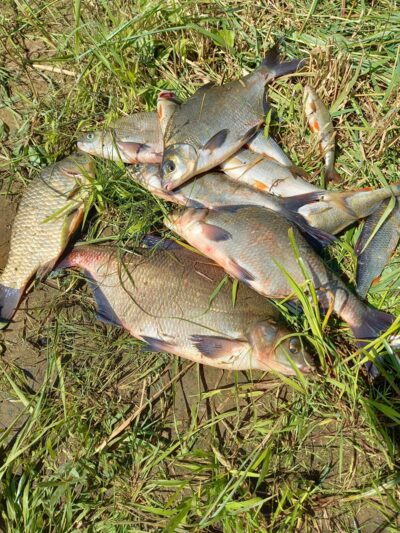 Carp bream ×5 — Neman River