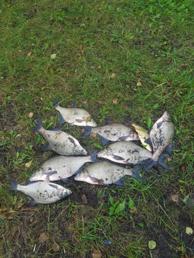 Carp bream — Kretuonas