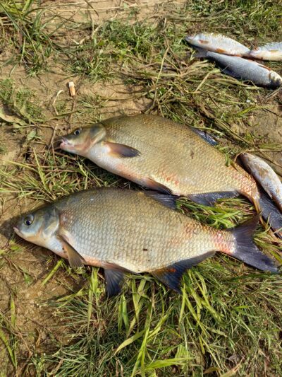 Carp bream ×2 — Neman River