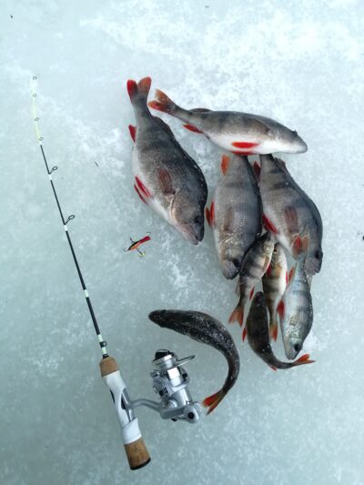 Eurasian perch ×5 — Krūminių