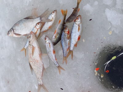 Carp bream ×2 — Naudvario
