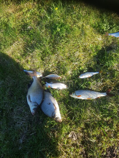 Carp bream — Žeimenys
