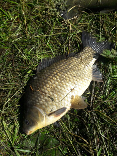 Prussian carp, 1.6 kg — Užvenčio