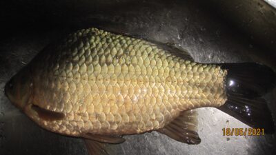 Prussian carp, 0.8 kg