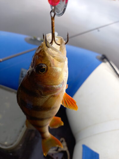 Eurasian perch ×2 — Užvenčio
