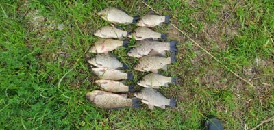 Prussian carp ×13 — Kaunas reservoir