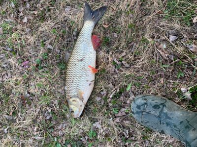 chub, 1.5 kg — Šventoji
