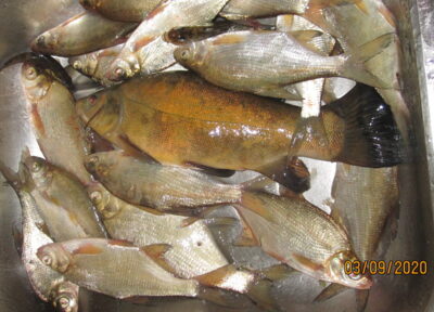 Silver Bream ×20