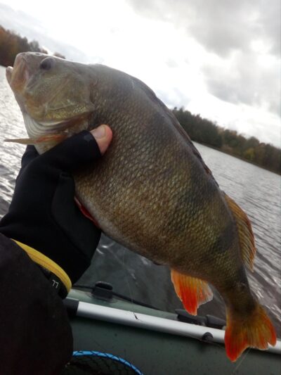 Eurasian perch, 1.0 kg — Avilys