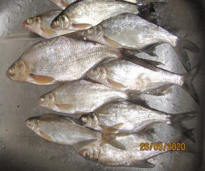 Silver Bream ×10 — Pakumulšių II-asis