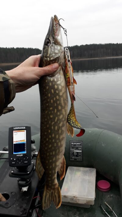 Northern Pike, 1.0 kg