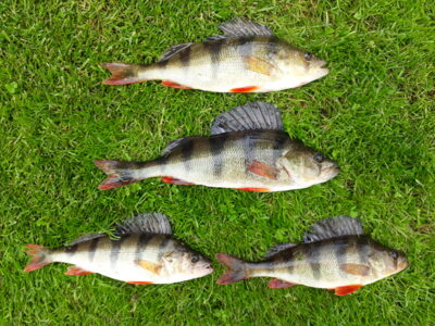green head ×4 — Šventoji