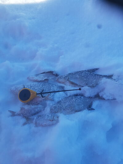Carp bream