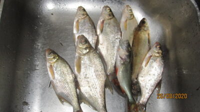 Silver Bream ×7 — Pakumulšių II-asis