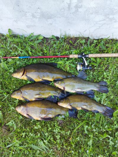 Tench