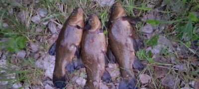 Tench ×3