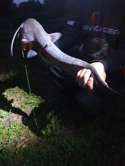 Wels catfish