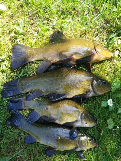 Tench ×4 — Sartai