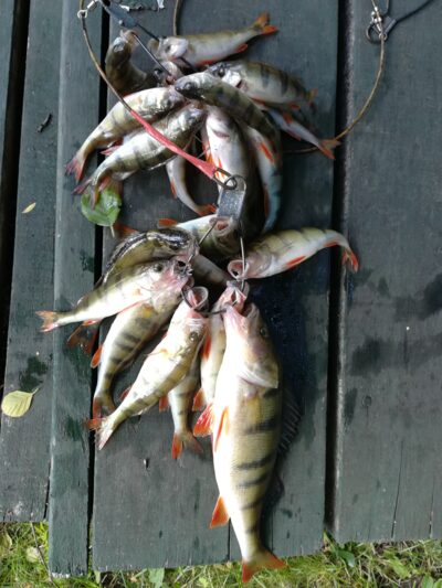 Eurasian perch ×25 — Sartai