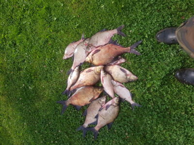 Carp bream ×13 — Kretuonas