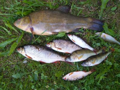 Tench, 0.8 kg