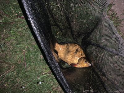 Crucian carp, 0.6 kg — Leliūnų