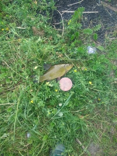 Tench