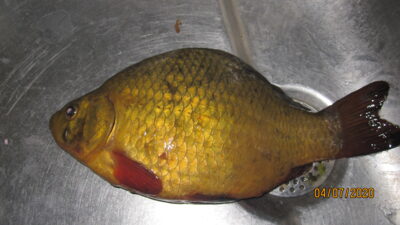 Crucian carp, 0.4 kg