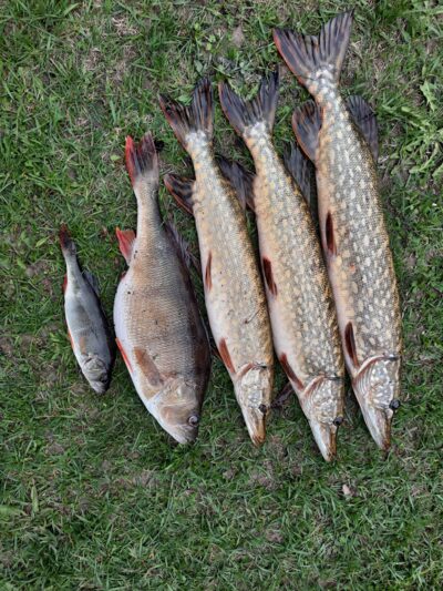 Eurasian perch, 1.5 kg — Lukštynas