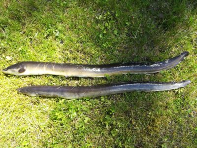 European eel ×2