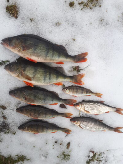 Eurasian perch ×6