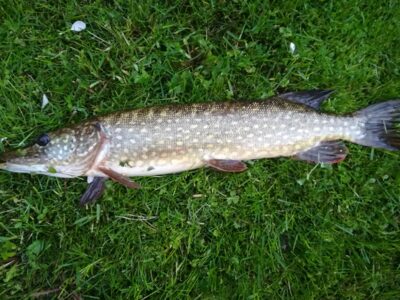 Northern Pike — Sartai