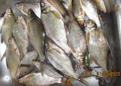 Silver Bream ×17 — Pakumulšių II-asis