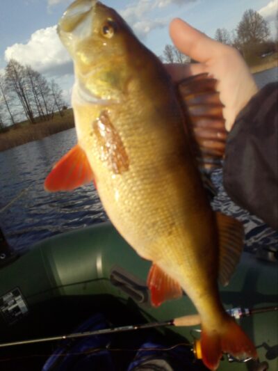 Eurasian perch, 0.9 kg