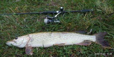 Northern Pike — Neman River
