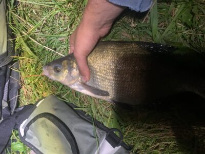 Carp bream, 0.9 kg — Rubikių