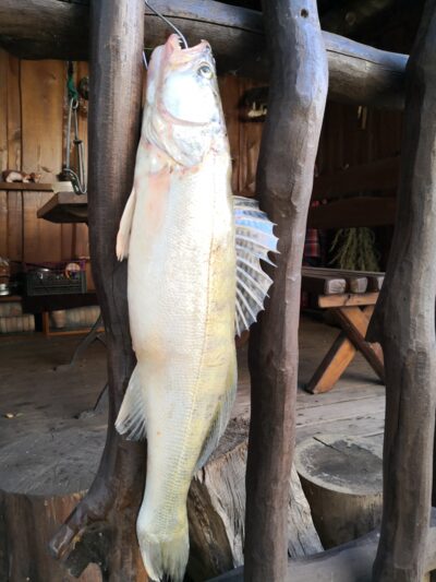 Pike perch, 1.0 kg — Kuršių