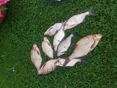 Carp bream ×9 — Sarių