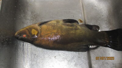 Tench, 0.8 kg